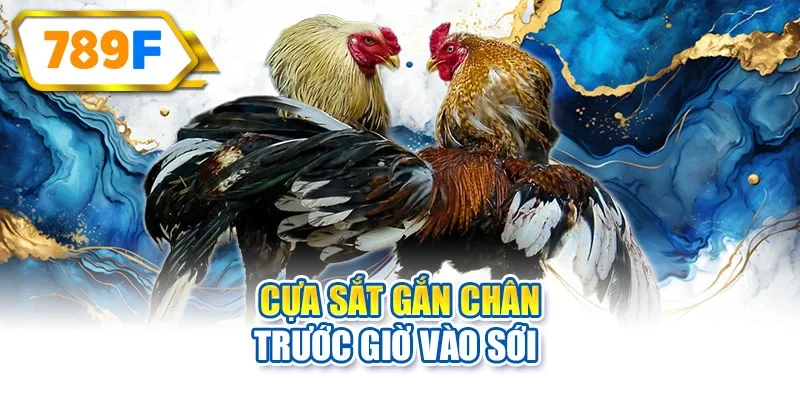 Cựa sắt gắn chân trước giờ vào sới