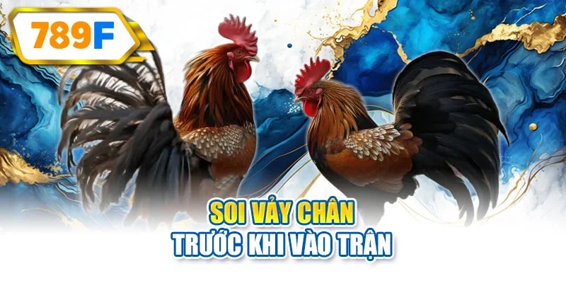 Soi vảy chân trước khi vào trận