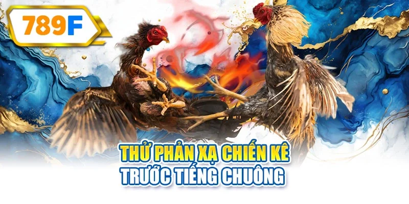 Thử phản xạ chiến kê trước tiếng chuông