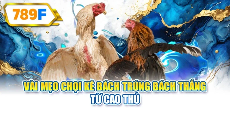 Vài mẹo chọi kê bách trúng bách thắng từ cao thủ